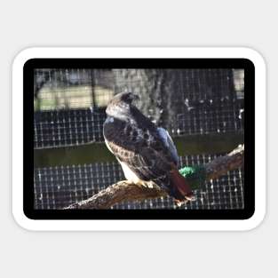 Hawk Sticker